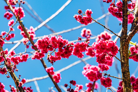 Wild Himalayan Cherry blossom, Garden 80, Chiang Mai, Thailand, olympus omd em 5 mark ii