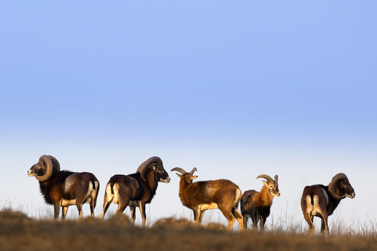 herd of muflons 