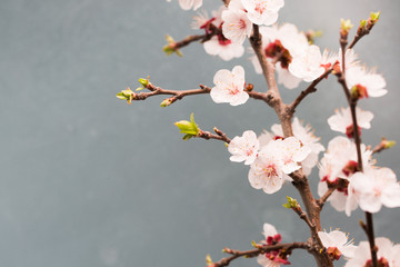 Spring blossoms blooming isolated on grey background, close up copy space, flowers tree branch blooming