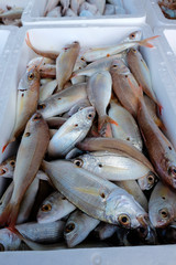 Obraz premium Fresh fish, shellfish, seafood in Cambrils Harbor Market, Catalonia, Spain