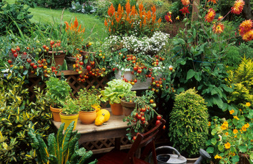 Fototapeta na wymiar Légumes et plantes aromatiques sur un balcon