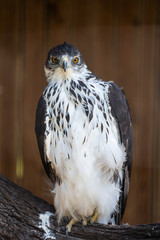 An African Hawk Eagle on a perch at a bird sanctuary.