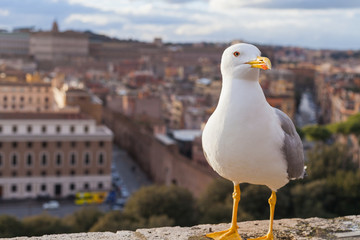 Seagull and panorama of Rome,Italy
