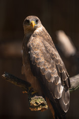 A portrait of a Yellow Billed Kite.