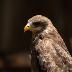A portrait of a Yellow Billed Kite.