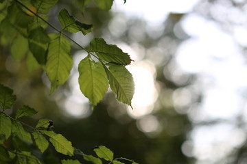 Obraz premium spring leaf 