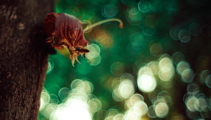 bee fly around plant