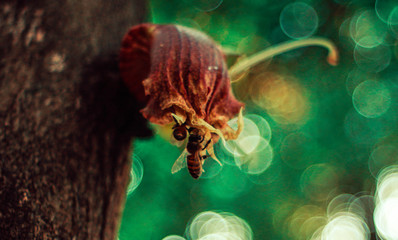 bee fly around plant