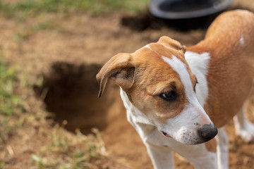 Naklejka na ściany i meble Sweet and cute jack russel terrier puppy trying to avoid eye contact after being caught digging a hole / tunnel in the backyard