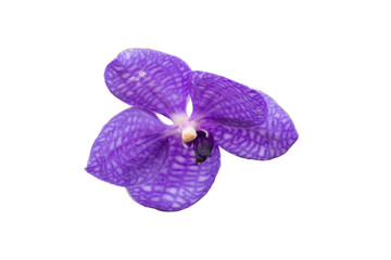 Purple orchid on white background.