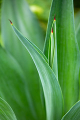 Green mix red leaves pattern texture background, Close up & Macro shot, Selective focus, Abstract graphic design