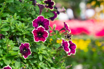 Close-up Of Colorful Petunia flowers. © meeboonstudio