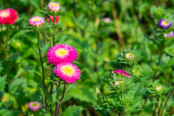 Close-up Of Everlasting flowers or Straw flowers. Helichrysum bracteatum flowers.