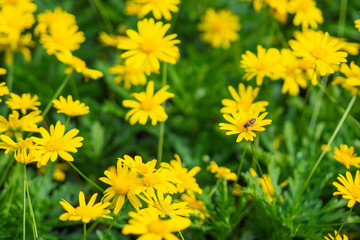 Calendula arvensis is a species of flowering plant in the daisy family known by the common name field marigold.