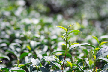 Close-up of green tea leaves in tea plantation.