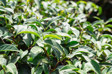 Close-up of green tea leaves in tea plantation.