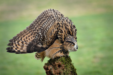 an eagle Owl in a threat or defensive posture, with feathers ruffled to increase apparent size. The head is lowered, and wings spread out and pointing down. 
