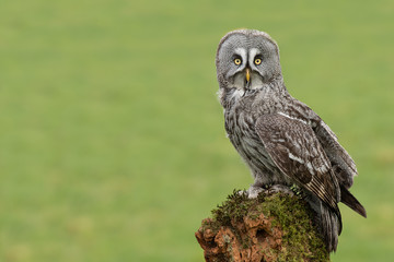 A great grey gray owlIs perched on an old tree stump in the middle of a filed. It is looking straight at the camera and is offset to the right with copyspace on left