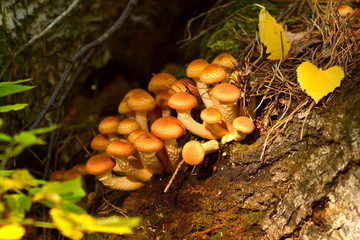 Agaric honey (lat. Armillaria mellea). Mushroom grew on an old tree.