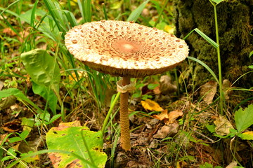 Edible mushroom umbrella (Latin Macrolepiota) among the foliage in the autumn forest. Mushroom picking in the Russian Federation, Sverdlovsk region.