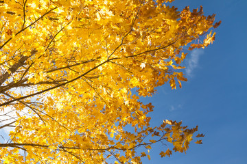 Bright autumn leaves of a maple tree on sky background.