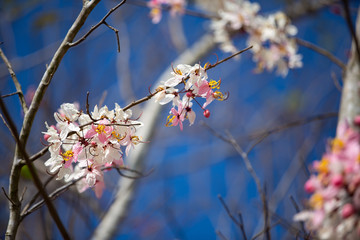Lagerstroemia loudonii flower or Lagerstroemia floribunda blooming in blue sky, Close up & Macro shot, Selective focus, Abstract pattern background