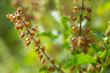 Withered, Green, Fresh Basil flowers (Ocimum basilicum) in garden, Close up & Macro shot, Abstract Blurred Background