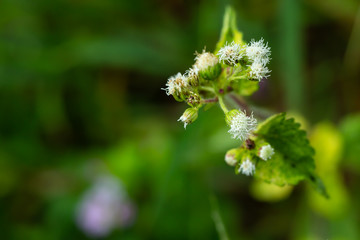 Ageratum conyzoides, Little white flowers in bokeh garden background, Close up & Macro shot, Selective focus, Abstract graphic design