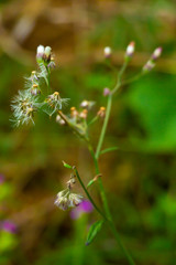 Fototapeta premium Ageratum conyzoides, Little white flowers in bokeh garden background, Close up & Macro shot, Selective focus, Abstract graphic design