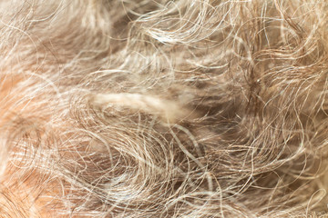 Senior woman' s grey curly hair, Close up & Macro shot, Selective focus, Line texture, Abstract background