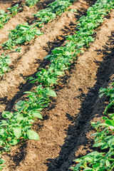 Rural vegetable garden with potatoes growing on a bed