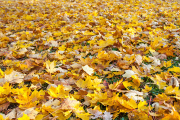 Texture of colorful yellow and red autumn maple leaves on grass.