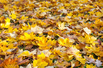 Texture of colorful yellow and red autumn maple leaves on grass.