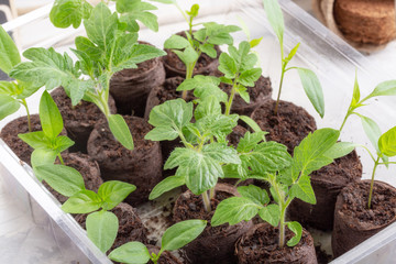Young tomato and paprika seedling sprouts in the peat tablets. Gardening concept.