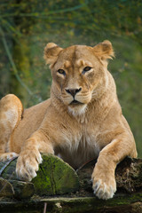 Fototapeta na wymiar Löwe (Panthera leo)