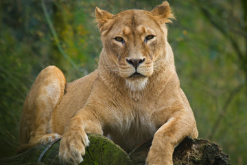 Löwe (Panthera leo)