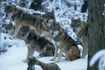 European gray wolf (Canis lupus lupus)