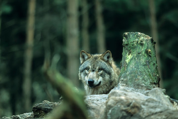 European gray wolf (Canis lupus lupus)