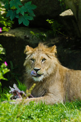Löwe (Panthera leo)