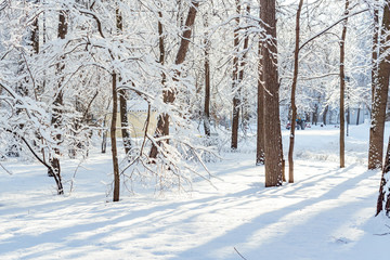 Frossty winter landscape. Trees in snow in the park