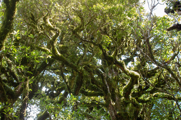 Forest trees
