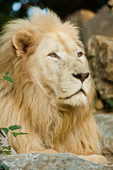 Transvaal-Löwe (Panthera leo krugeri)