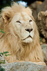 Transvaal-Löwe (Panthera leo krugeri)