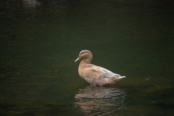 Pretty light brown duck