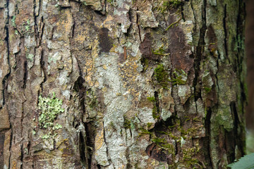 Tree bark