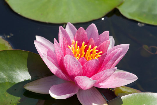 beautiful pink waterlily or lotus flower in pond for text or decorative artwork