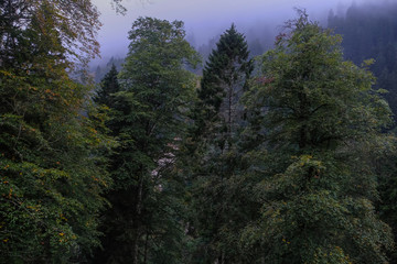 trees on mountain with mist
