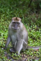 Naklejka na ściany i meble Crab-eating macaque, macaca fascicularis in the Khao Sok national park in Kho Don Phi Phi Island, Thailand, 
