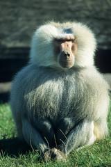 Anubis or olive baboon (Papio anubis)  Lake Manyara National Park, Tanzania, 