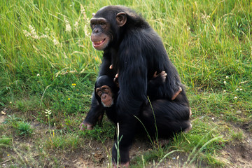 Chimpanzee, (pan troglodytes)